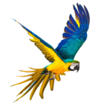 parrot